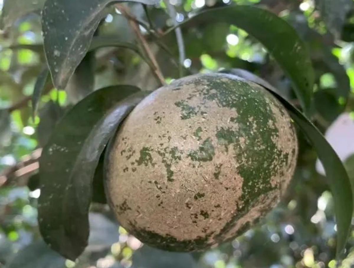 柑橘套袋前的病蟲(chóng)害防治_香水檸檬種植手藝與辦理培訓(xùn)心得