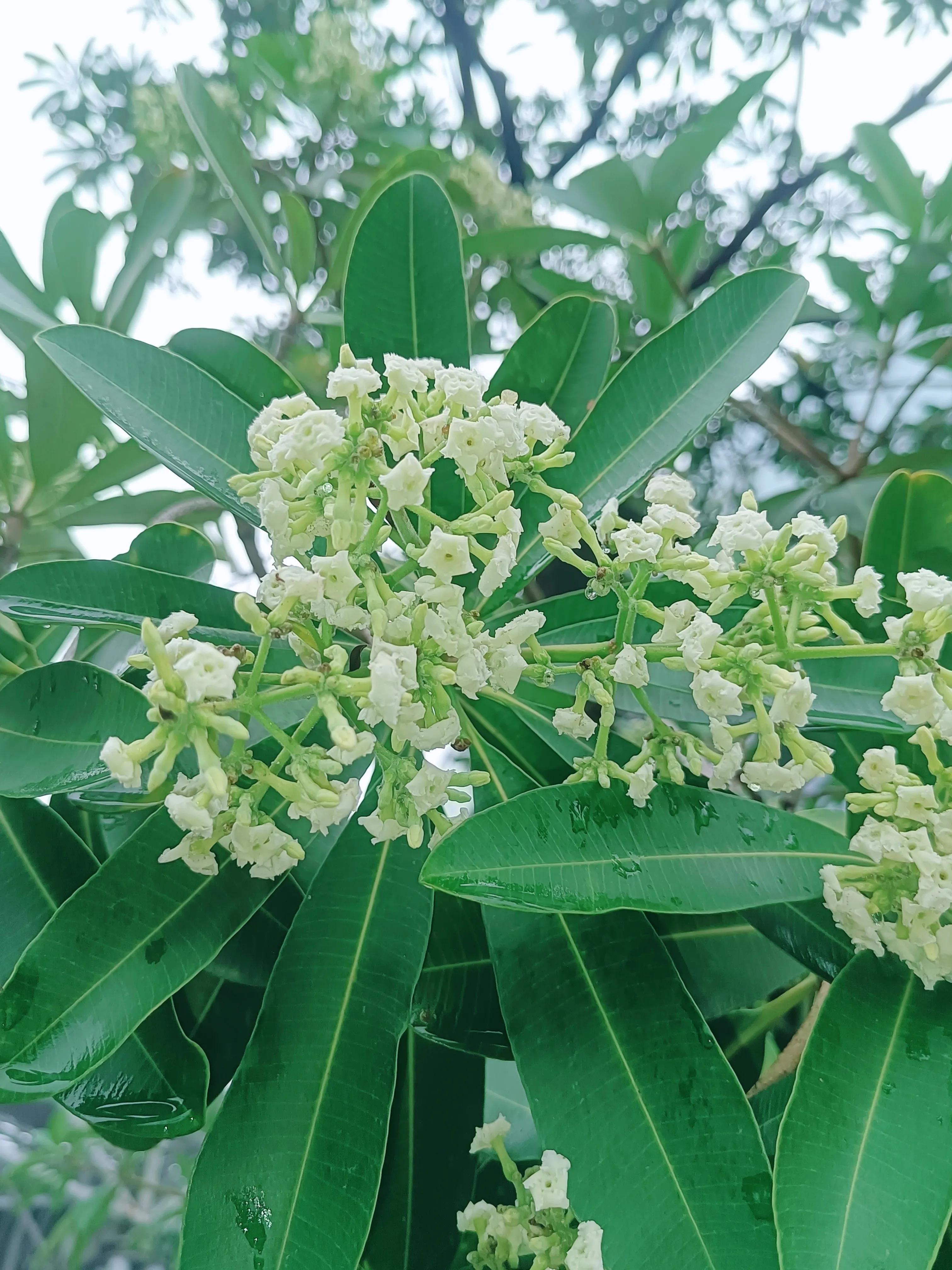 糖胶树味道,胶树不出胶的原因?