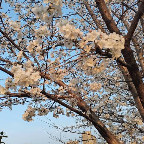 武汉市的树是什么树