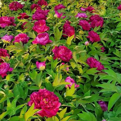 2022深圳龙园公园开放吗？