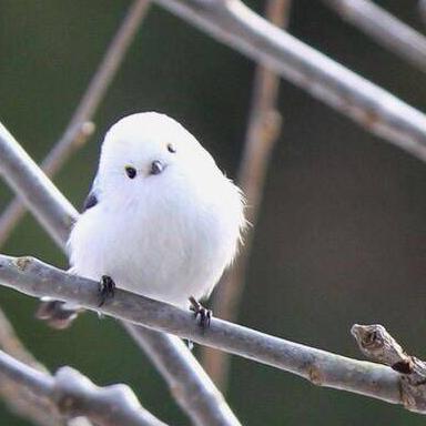 语文2017河南答案的相关长尾关键词有哪些