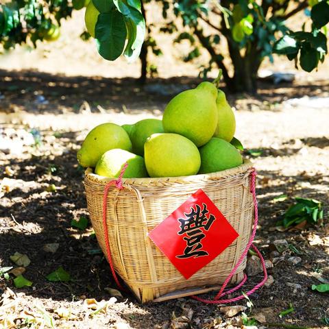 福建柚子跟梅州柚子哪个好？