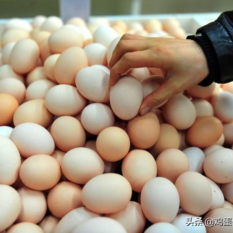 【河南今日鸡蛋价格】2025年7月4日河南鸡蛋价格是多少