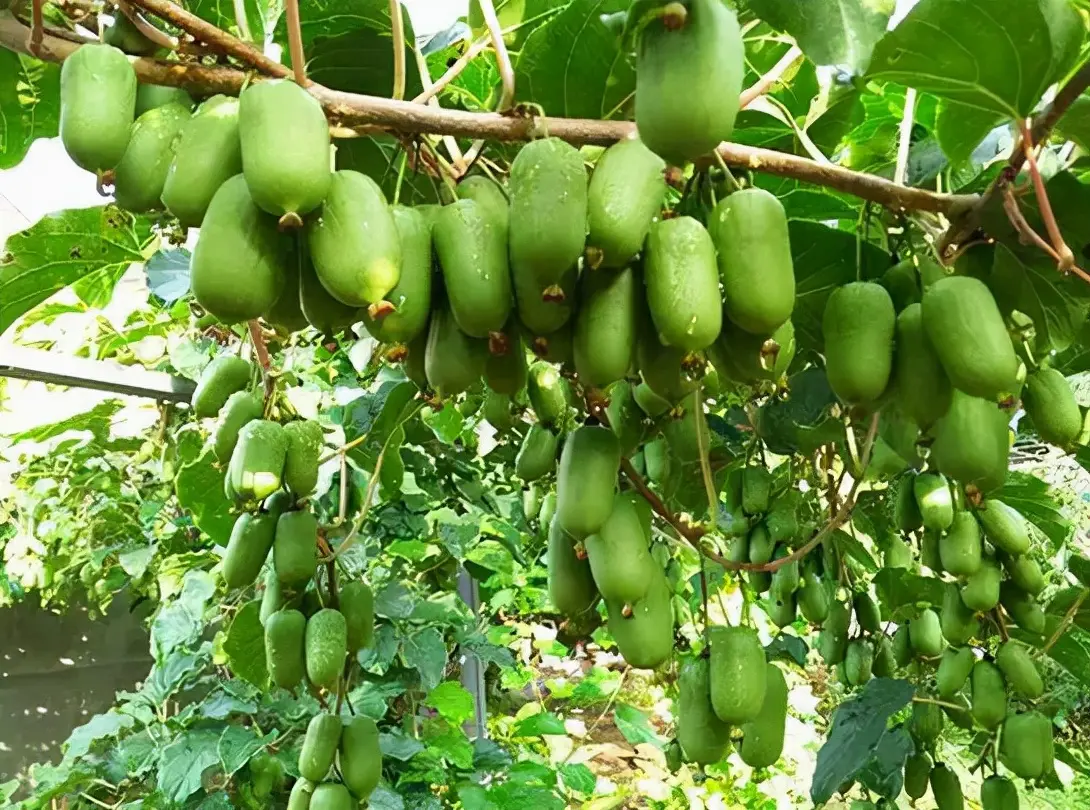 国美如何拉新 拼多多国美店是国美自营吗