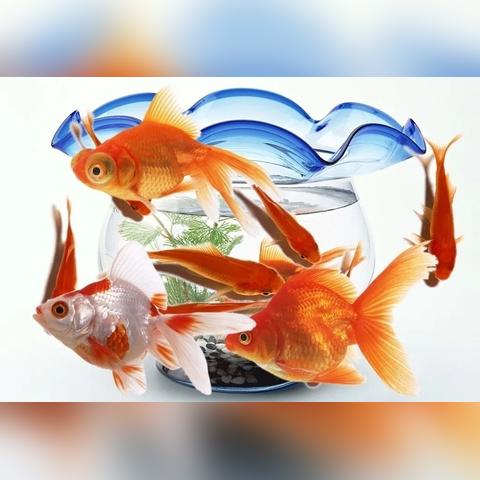 五行齐全如何选喜用神_五行喜用神如何确定(五行喜用神怎么确定)