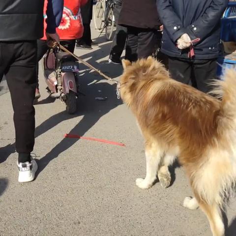 河南大叔怎么样