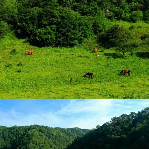 西安草坪厂家相关长尾关键词有哪些