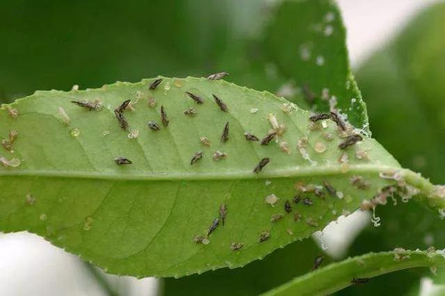 柑橘病蟲(chóng)害防治木虱_臍橙木虱怕什么動(dòng)物