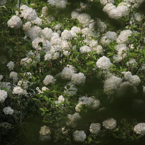 武汉政府怠慢的长尾关键词有哪些