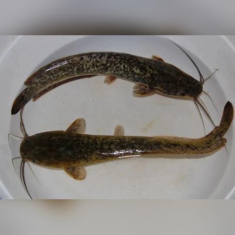 无锡市太湖放生的长尾关键词有哪些