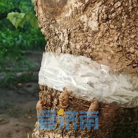 济南市哪里收蝉皮