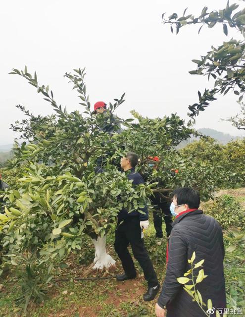 種植柑橘拍攝手藝要求視頻_發(fā)抖音橘子要什么音樂