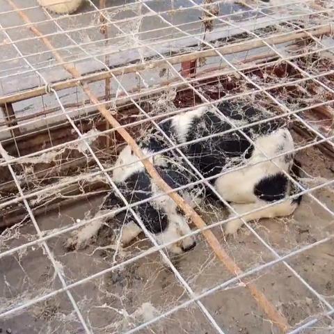 河南收土狗的相关长尾关键词有哪些