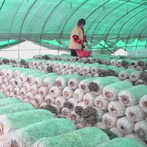 周口市剥肉机批发的长尾关键词有哪些