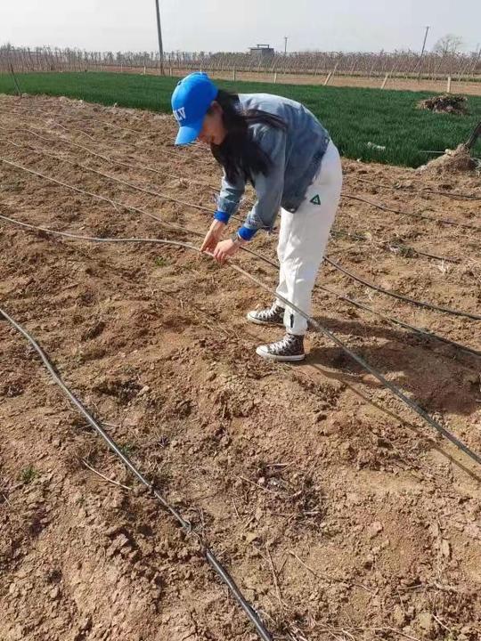 梦想在希望的田野上飞扬-扶风县高素质农民罗林莉创业纪实