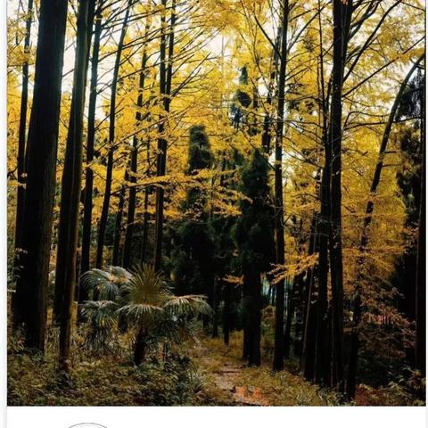 成都市银杏园艺场在哪里