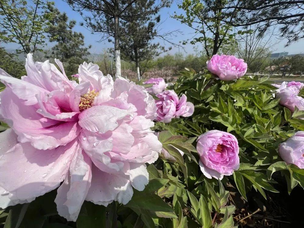 【太原限行最新通知2023年6月
 ,太原限行2020年最新通告】