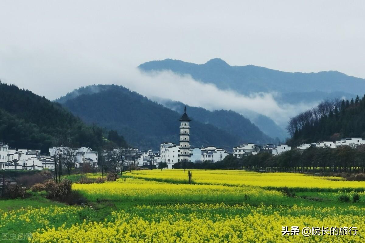 油菜花什么时候开,请你晒晒油菜花开的照片?"