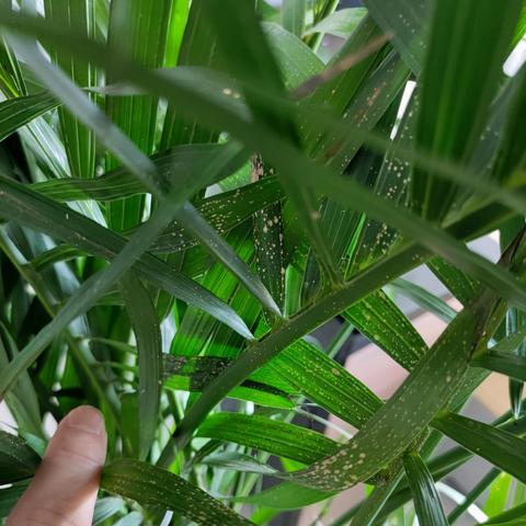 合肥植物博主相关长尾关键词有哪些