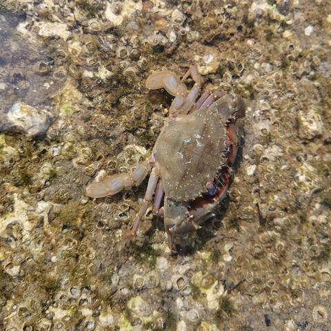 厦门市螃蟹配送中心在哪里