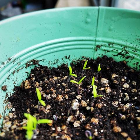 广州小番茄播种相关长尾关键词有哪些