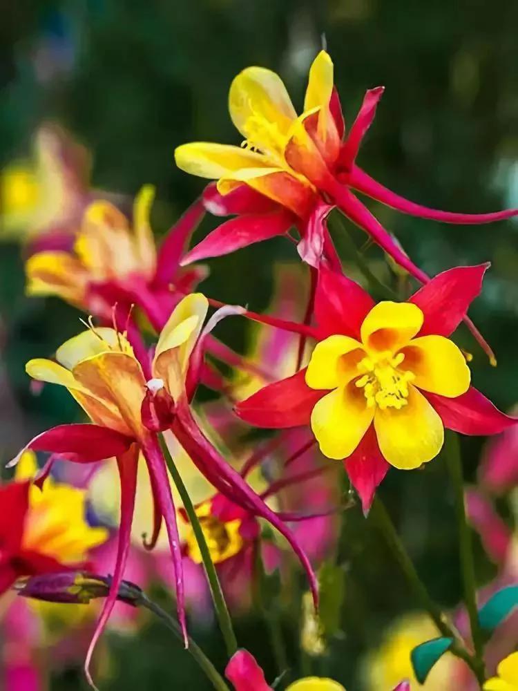 稀有花卉图片及名称,世界上最稀有的花卉有什么?