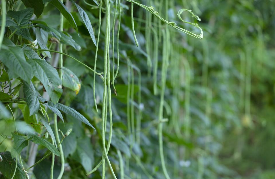 豆角是什么植物