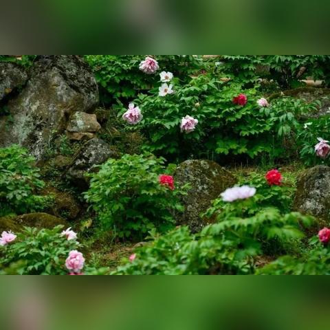 菏泽市牡丹区下辖镇街的长尾关键词有什么