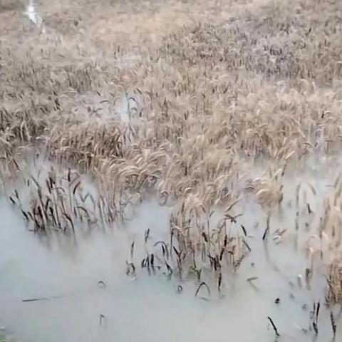 河南小麦情况怎么样