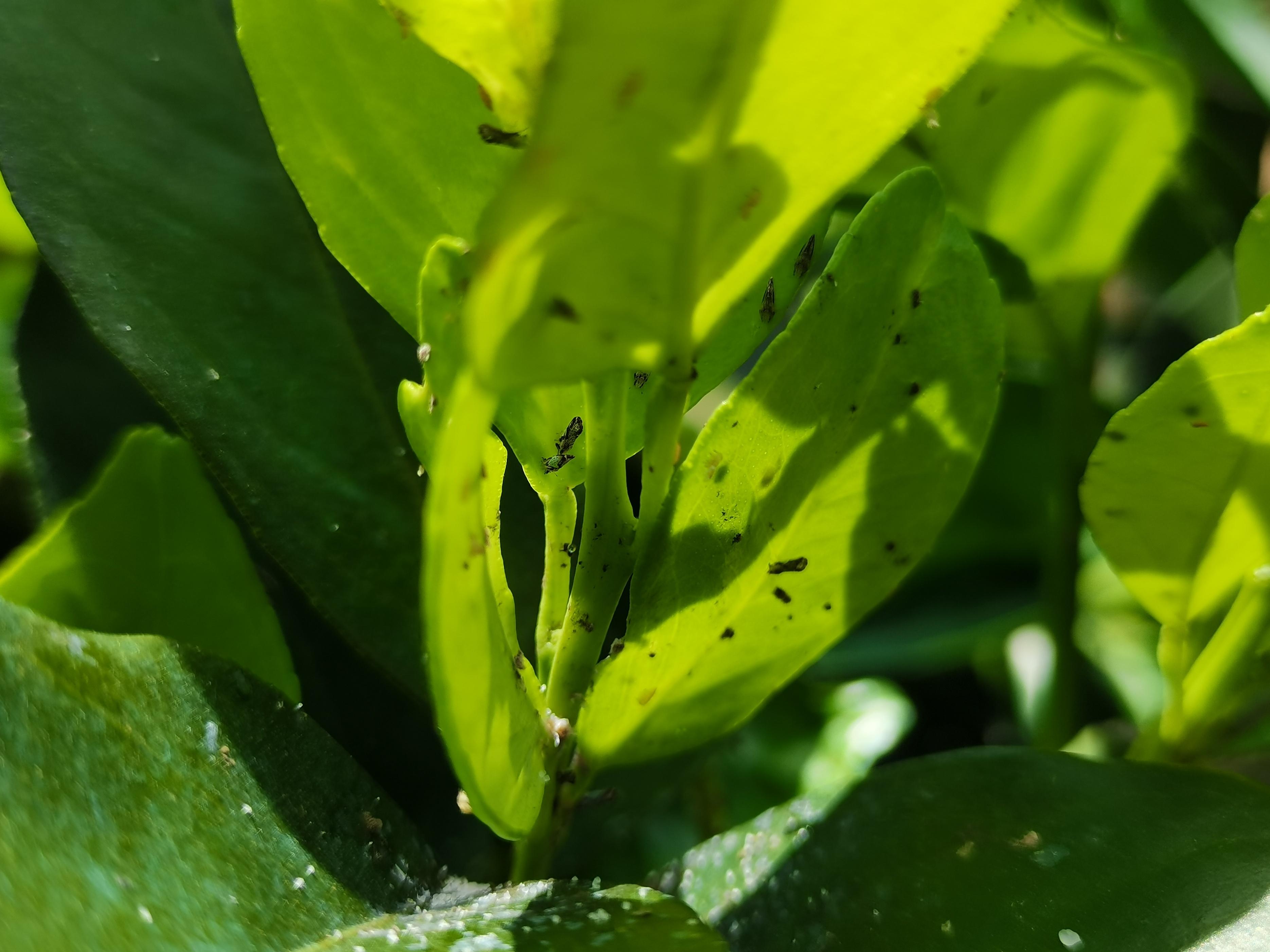 田間示范柑橘種植手藝視頻_我是返鄉(xiāng)創(chuàng)業(yè)種植橙子果園的新農(nóng)人