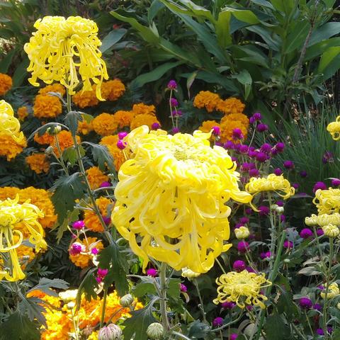 南宁市哪个公园有菊花展