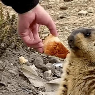 [苏州市狼狗]长尾关键词有什么