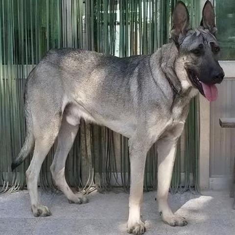 河南羊价格行情的相关长尾关键词有哪些