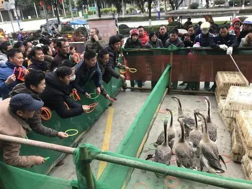 你肯定想不到，套鹅项目这么赚钱(附带套鹅技巧)