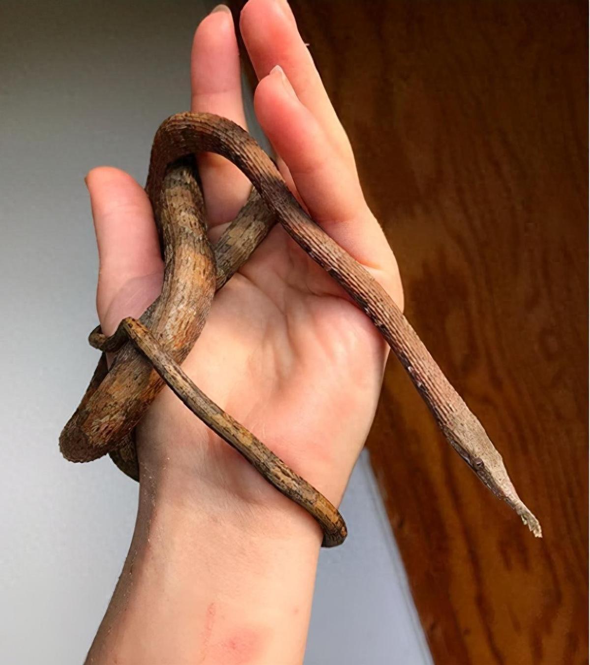 属蛇人戴金还是银,桃花运天差地别