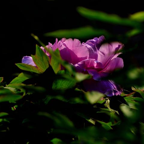 【天津盛开人力资源】相关长尾关键词有哪些
