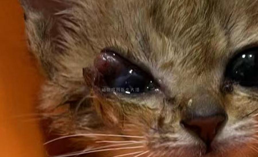 【辽宁新增11例本土病例 均在大连
/辽宁新增11例本土病例 均在大连吗】 【辽宁新增11例本土病例 均在大连
/辽宁新增11例本土病例 均在大连吗】