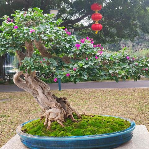 广州市流花公园什么情况