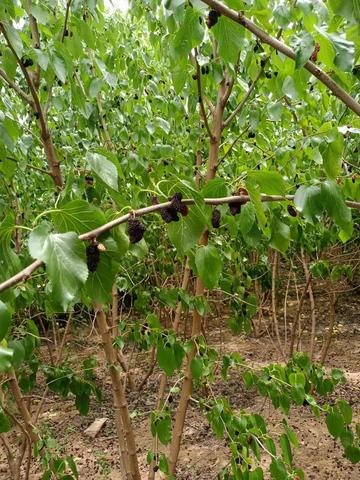 石家庄市哪里有桑叶