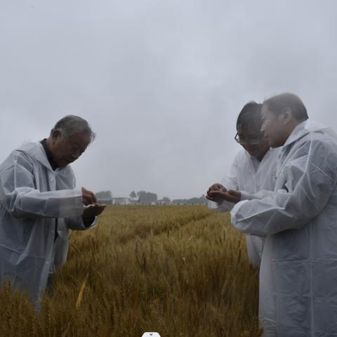 河南收麦子搞笑视频的相关长尾关键词有哪些