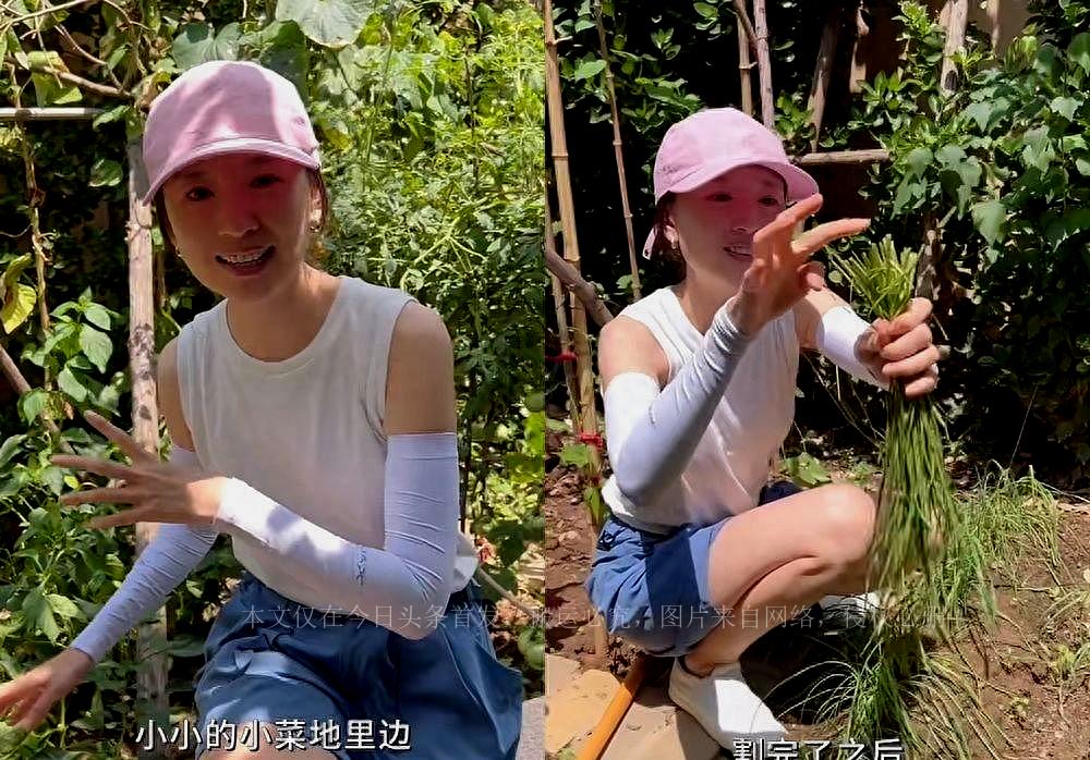 植物大战僵尸2阳光韭菜技能一览