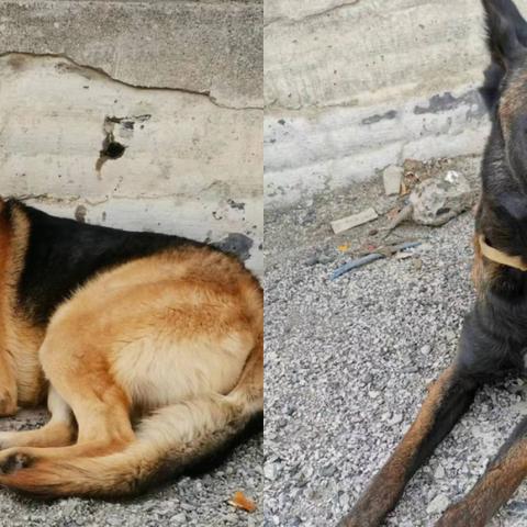 昆明市养狗证办理多少钱