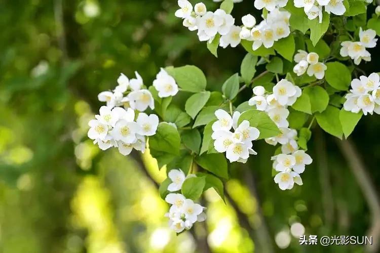 茉莉花花语和含义,纸茉莉花语?