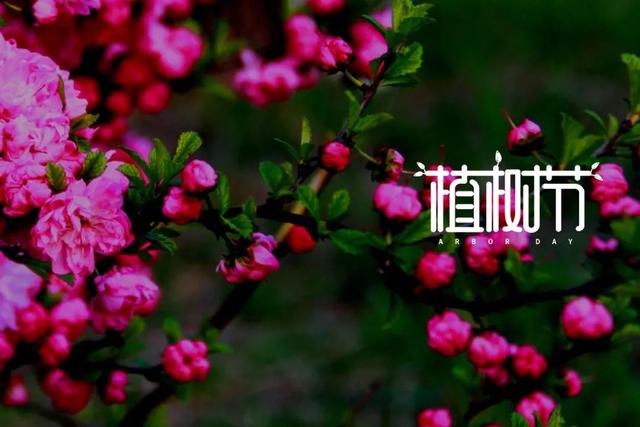 关于植树节的古诗