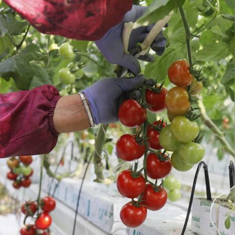 河南万亩养猪场的相关长尾关键词有哪些