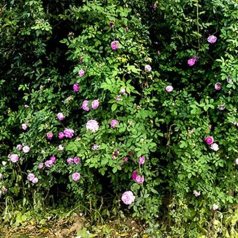 重庆3月份天气怎么样