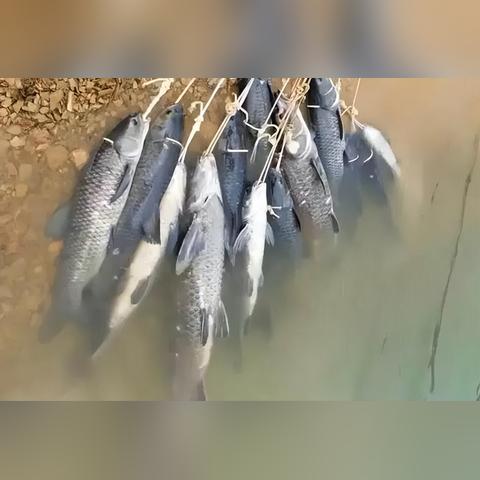 武汉市的钓鱼河叫什么