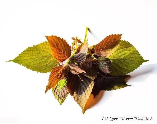 种什么树最赚钱 种什么蔬菜最赚钱