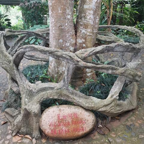 广州市为什么要种树木