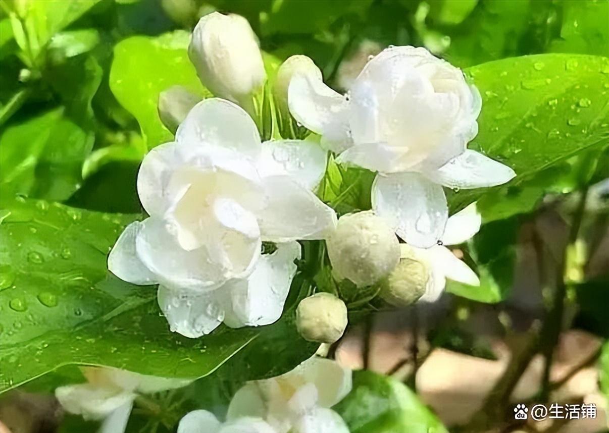 茉莉花的养殖方法剪枝,茉莉花四月如何修剪?